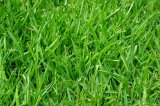 grass-375586.jpg
