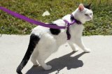 Cat-in-Purple-Harness.jpg